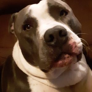 Meet your Posher, Lucian